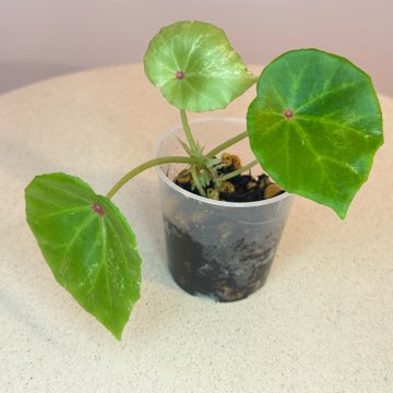 Begonia Rouge Variegata #2