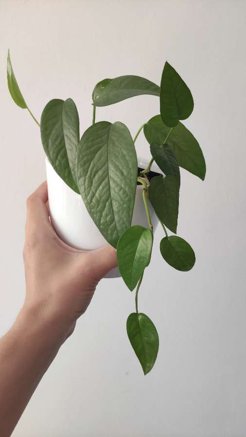Epipremnum cebu blue 2