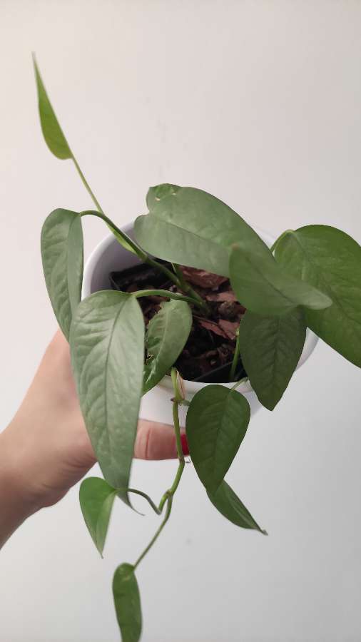 Epipremnum cebu blue 3