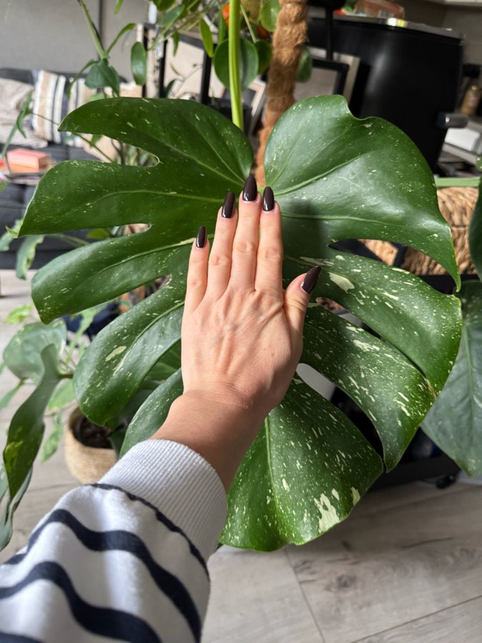 Monstera Thai Constellation duża 2