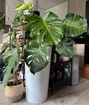 Monstera Thai Constellation duża