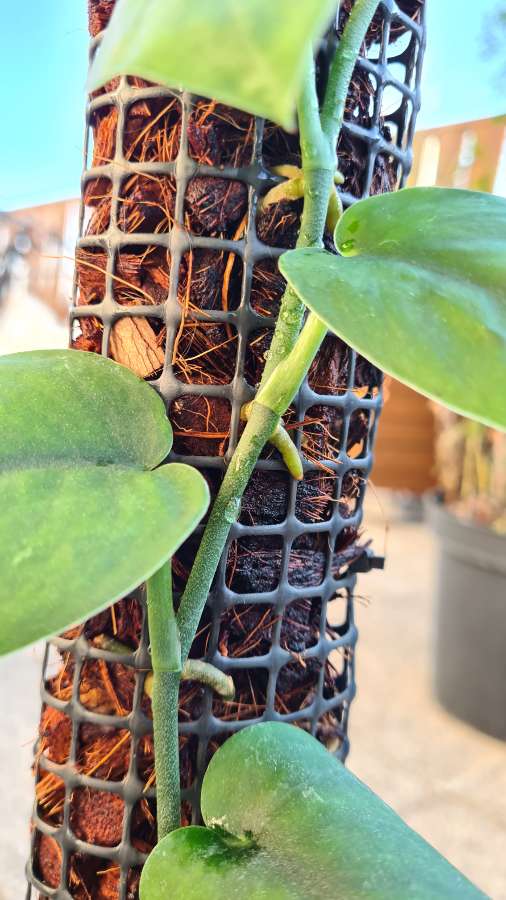 Scindapsus jade satin varie regres 3