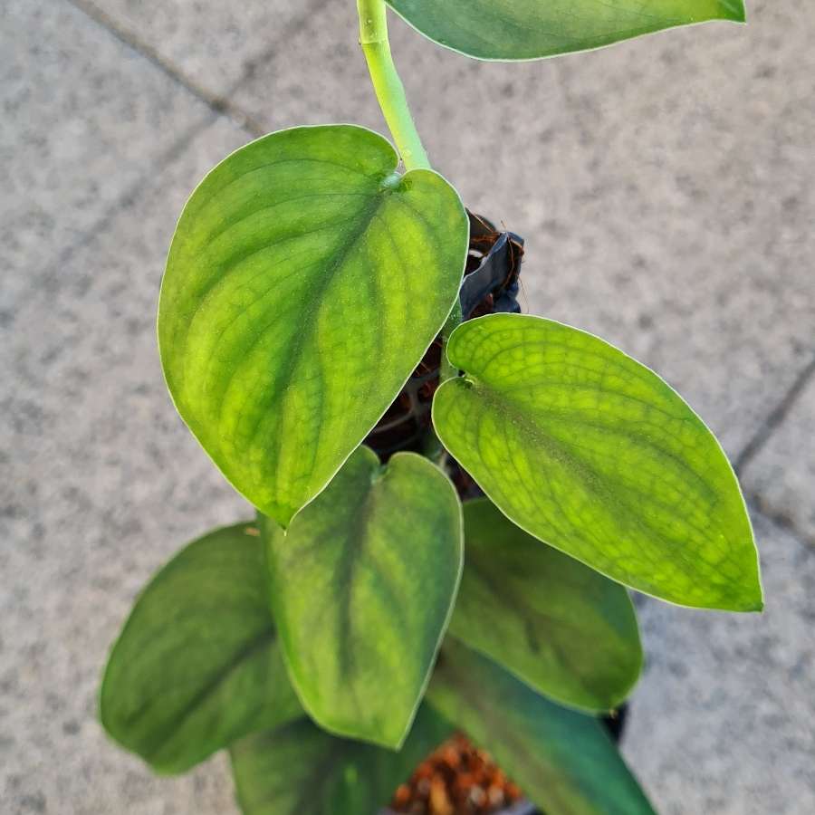 Scindapsus jade satin varie regres