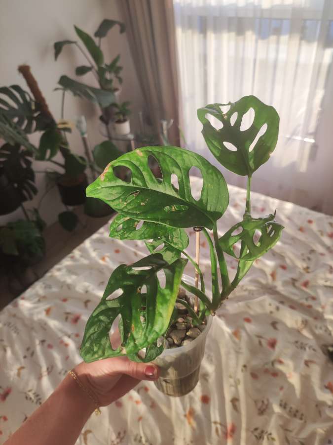 Monstera Monkey Mask 3