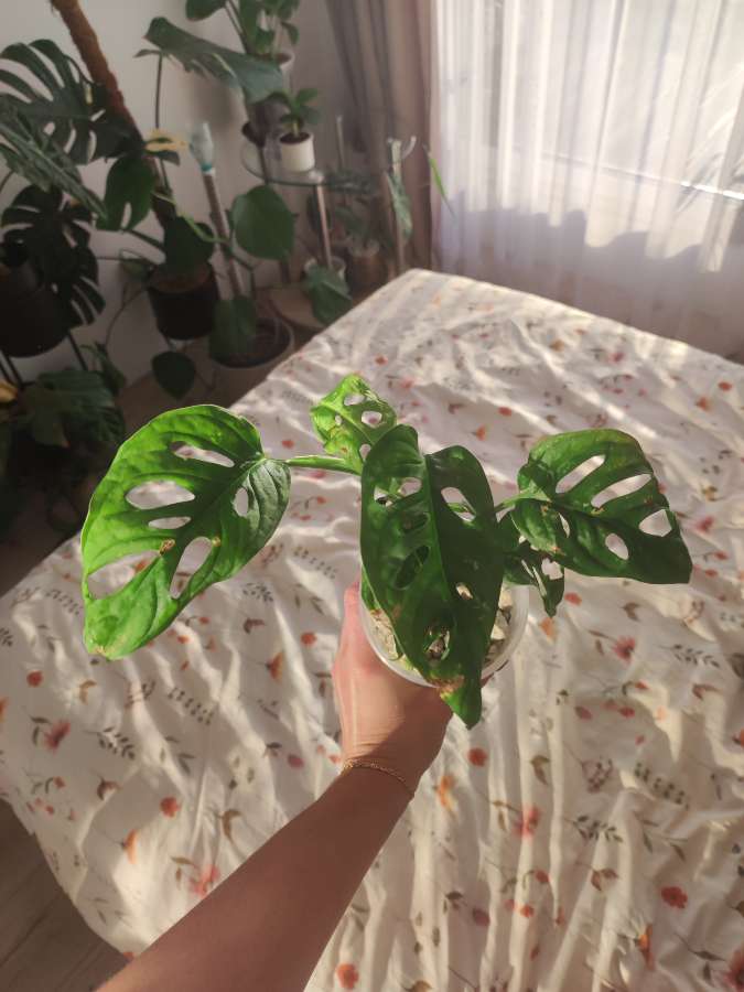 Monstera Monkey Mask 2