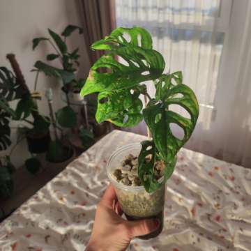 Monstera Monkey Mask