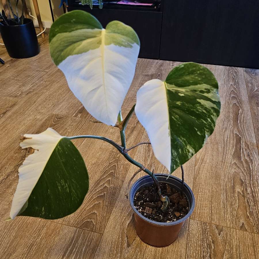 Monstera deliciosa 'Variegata'