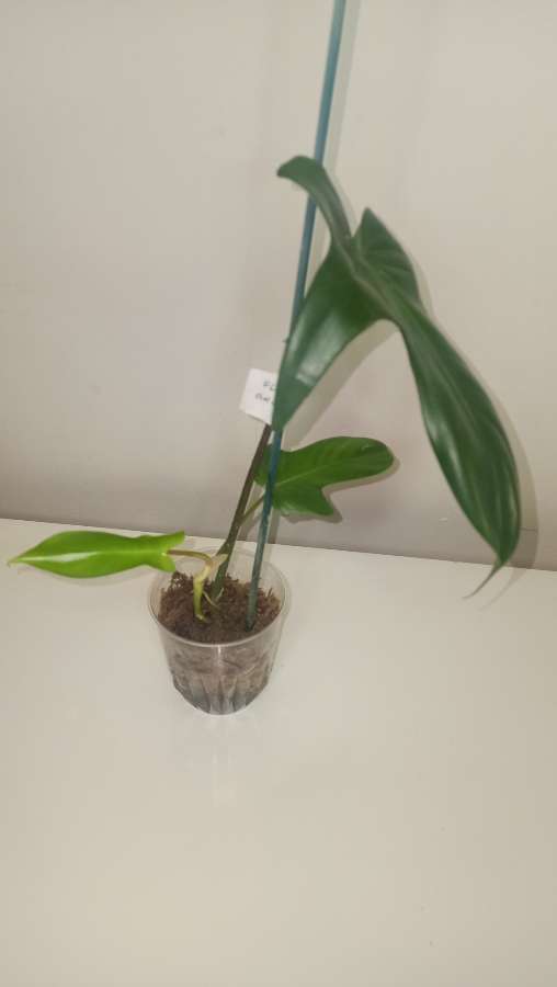 Philodendron Floryda ghost 2