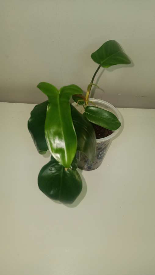 Philodendron Floryda ghost 5