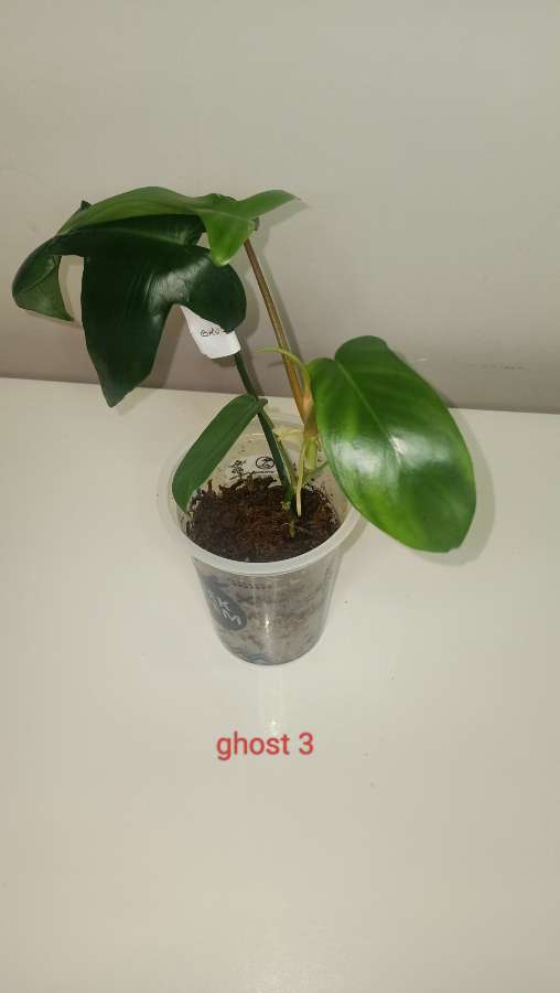 Philodendron Floryda ghost 4