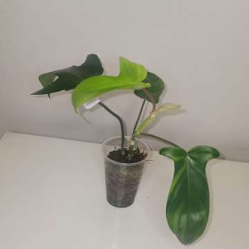 Philodendron Floryda ghost