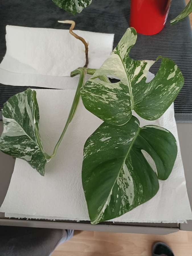 Monstera variegata 2