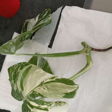 Monstera variegata