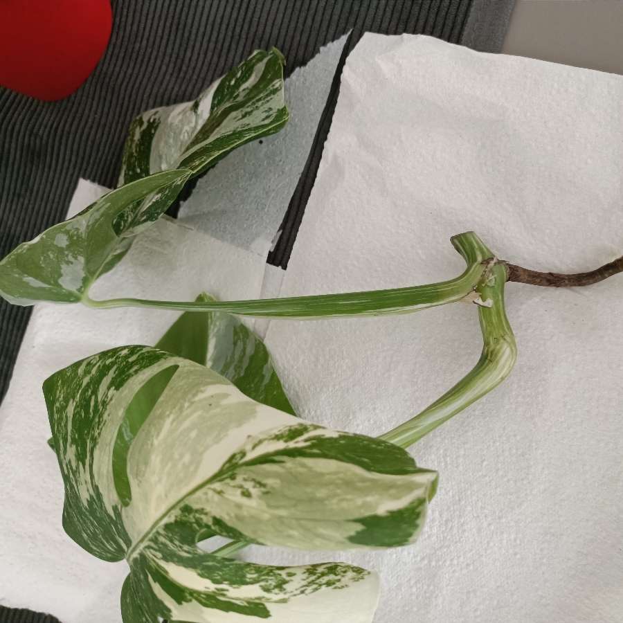 Monstera variegata