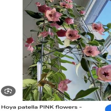 Hoja patella pink