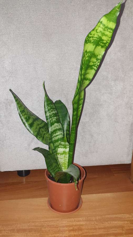 Sansewieria 2