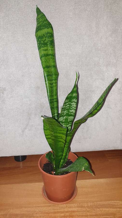 Sansewieria 3
