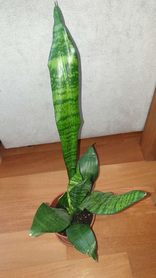 Sansewieria 4