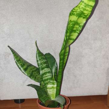 Sansewieria