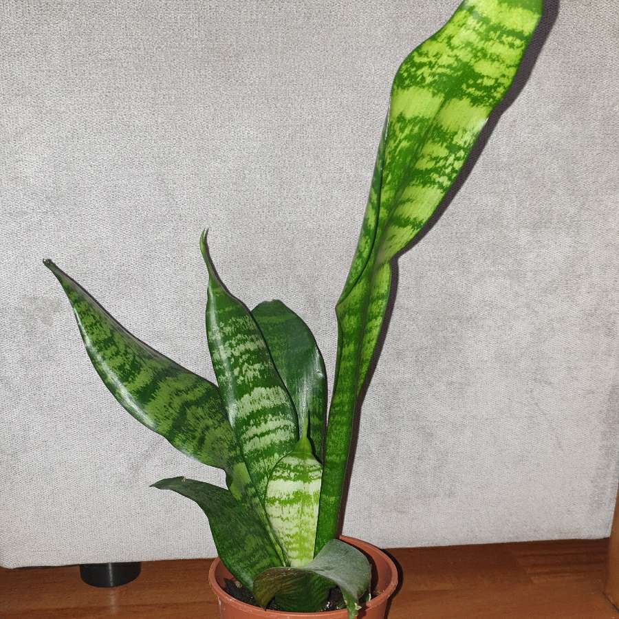Sansewieria