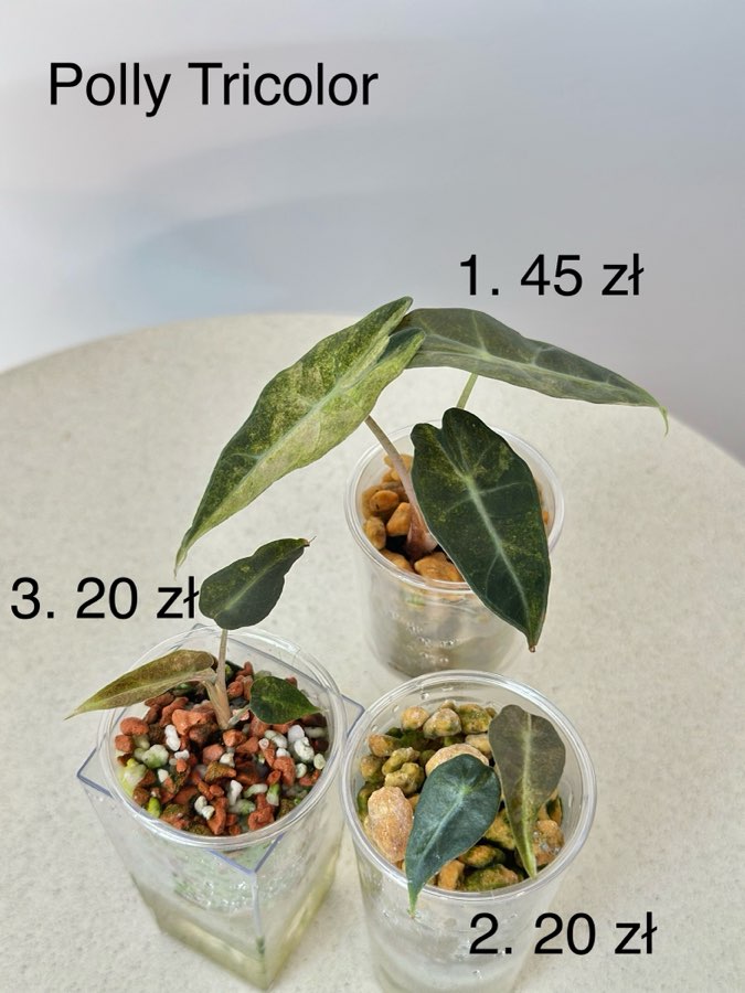 Polly Tricolor 2