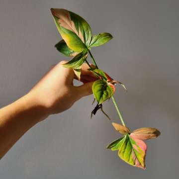 Syngonium red spot