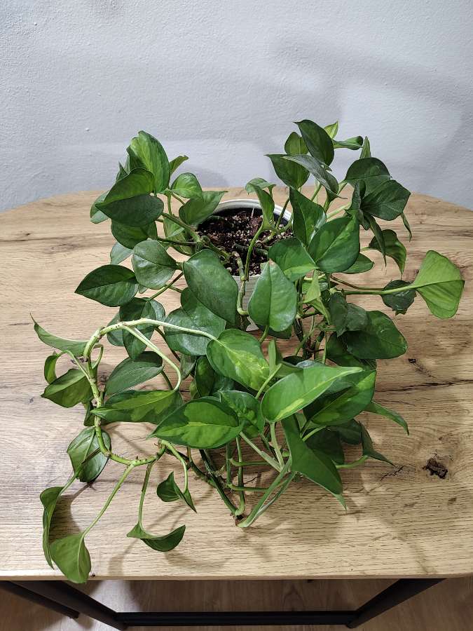 Epipremnum global green 2