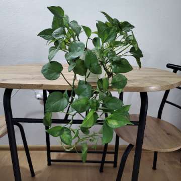 Epipremnum global green