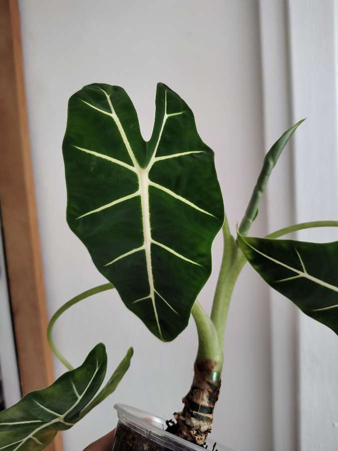 Alocasia frydek 3