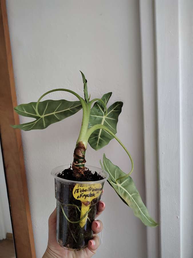 Alocasia frydek 2
