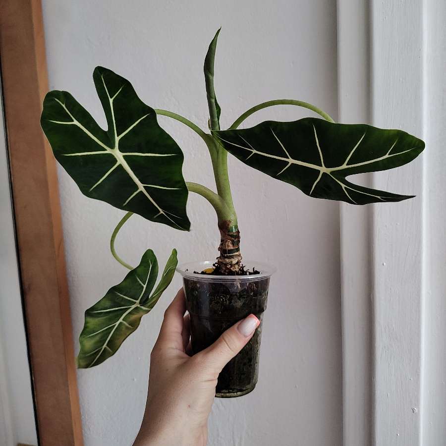 Alocasia frydek