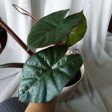 Alocasia sarawakensis yucatan princess