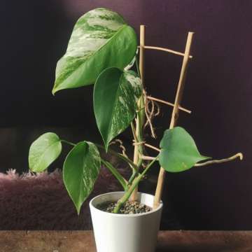 Monstera variegata