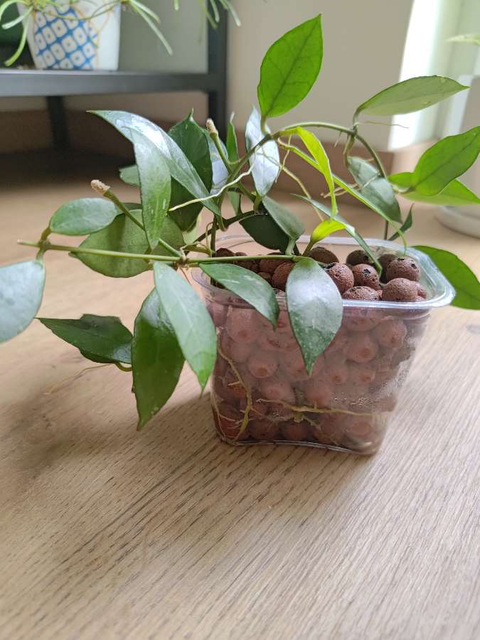 Hoya  Rebecca 2