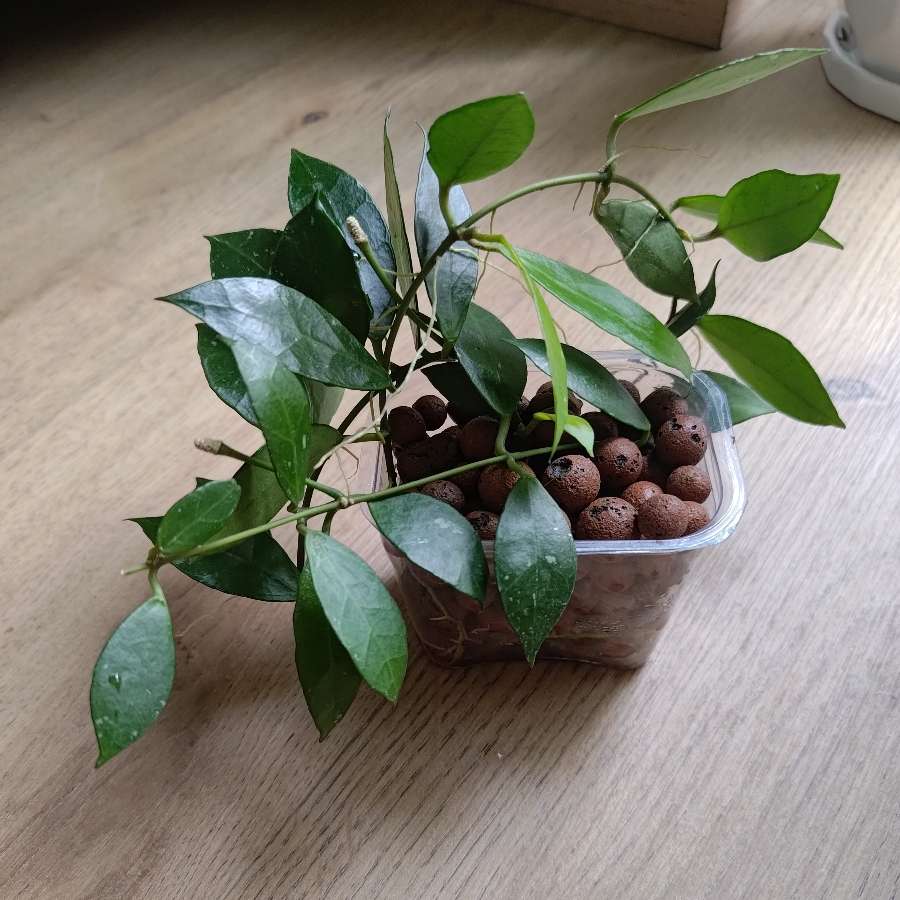 Hoya  Rebecca