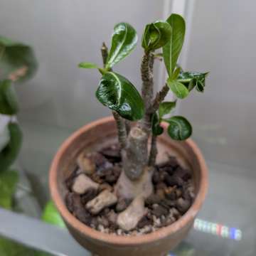 Adenium obesum
