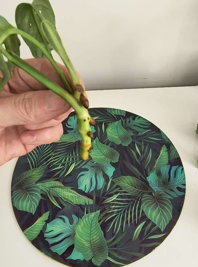 Monstera mint eu 5