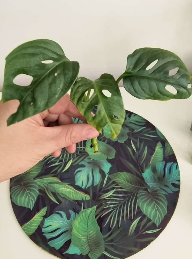 Monstera mint eu 4