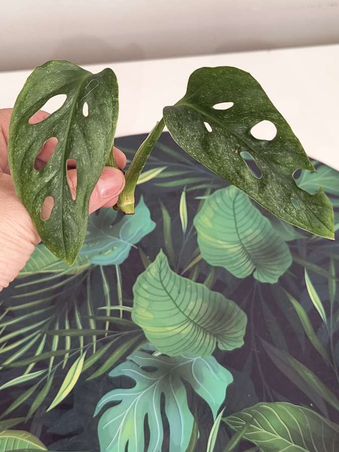 Monstera mint eu 2