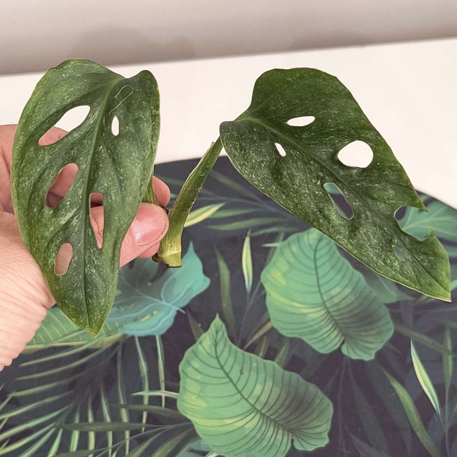 Monstera mint eu