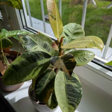 Fiscus Shivereana Moonshine