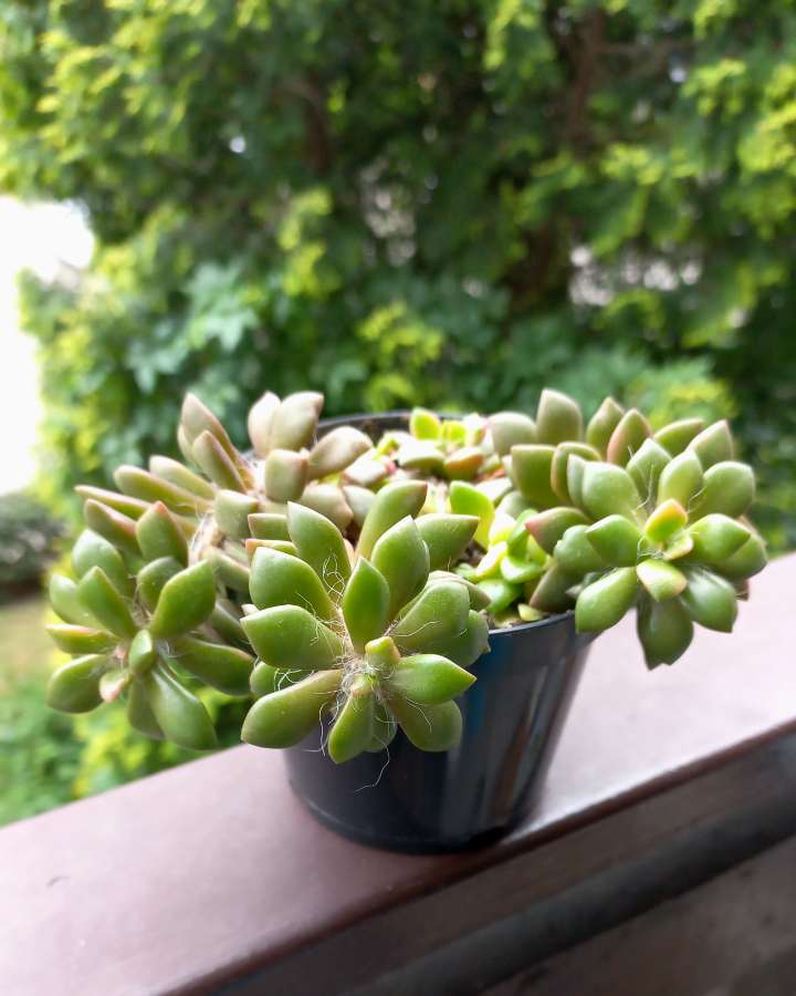 anacampseros 4