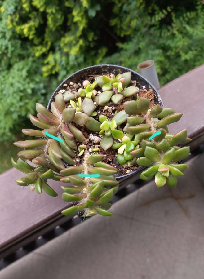 anacampseros 2