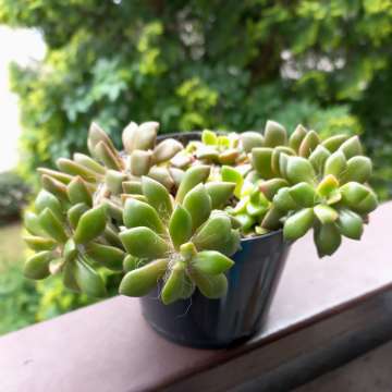 anacampseros