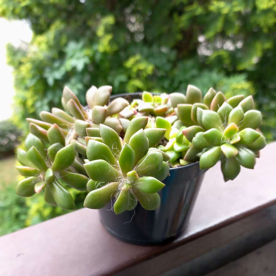anacampseros