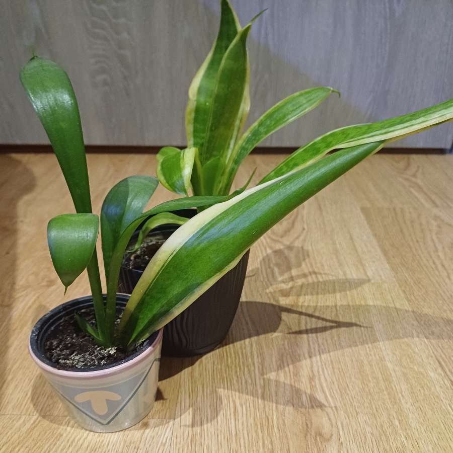 sansevieria