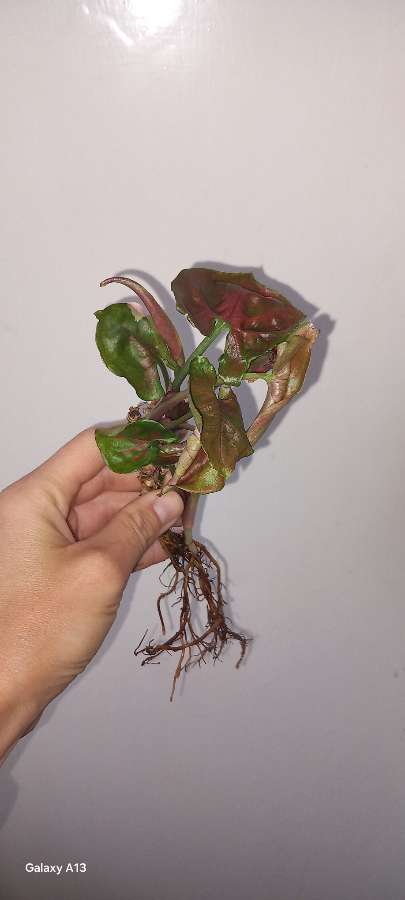Syngonium T24,Grey ghost, Strawberry ice 3
