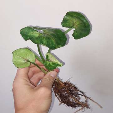 Syngonium T24,Grey ghost, Strawberry ice