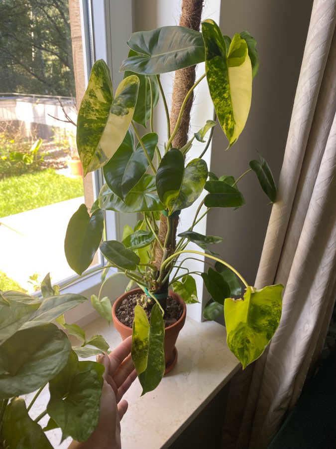 Philodendron burle marx variegata 2