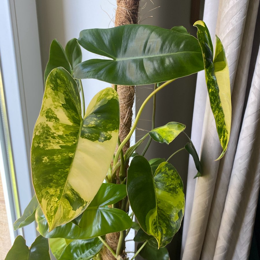 Philodendron burle marx variegata